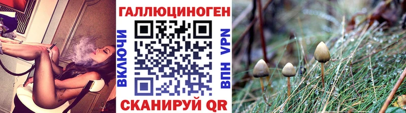 где продают   Безенчук  Галлюциногенные грибы Cubensis 